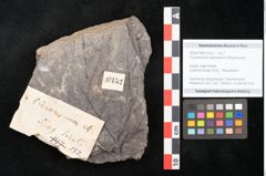 Foto (Detailansicht) von Cinnamomum intermedium Ettingshausen (NHMW-GEO-2024-0188-10152)